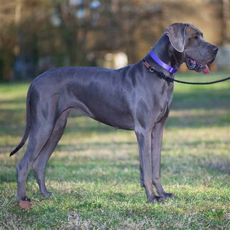 American versus European Great Danes: Is There a Difference? - Doggie HQ