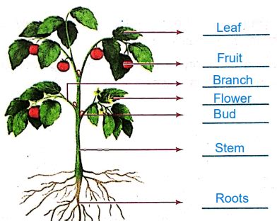 Image result for DAV Science Chapter 2