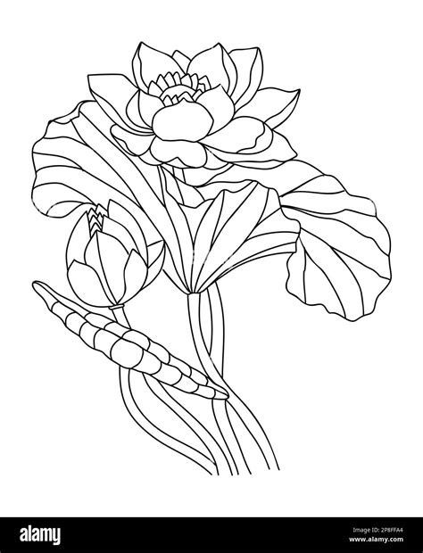 July Birth Flower Lotus at Andre Thompson blog