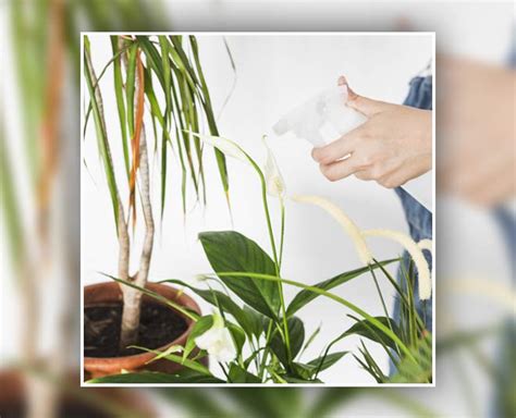 Tips To Use Expired Milk To Grow Healthy Plants In Hindi | tips to use ...