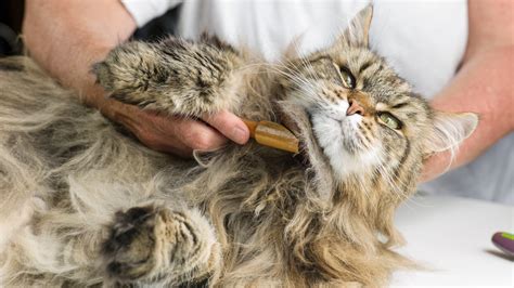 Essential Grooming Tips for Maine Coon Cats: A Complete Guide
