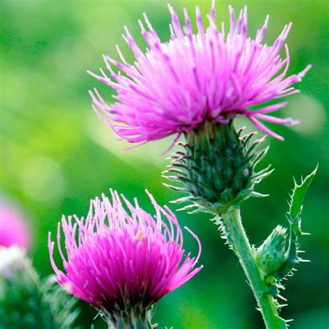 What Is Milk Thistle In Arabic at Carla Schell blog
