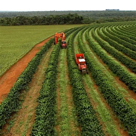 Brazilian farmers’ approach to digital: Embracing digital | McKinsey