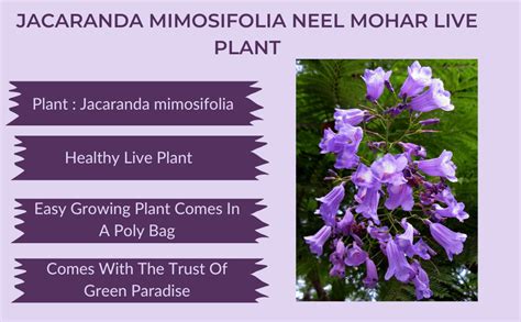 Green Paradise Jacaranda Mimosifolia Neel Mohar Live Plant : Amazon.in ...