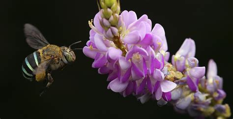 Financing Nature: Closing the Global Biodiversity Financing Gap - Paulson Institute