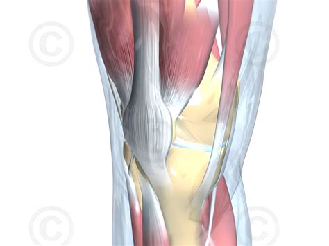 3d Knee Anatomy Knee Anatomy Stock Photography Image: 31480752