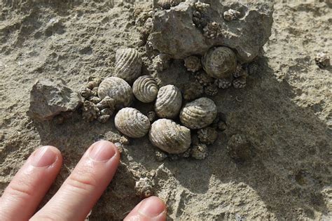 Conch Shell Removal 的图像结果