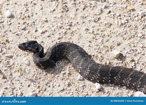 Water Moccasin Aka Cottonmouth Snake Stock Photo - Image of snakes ...