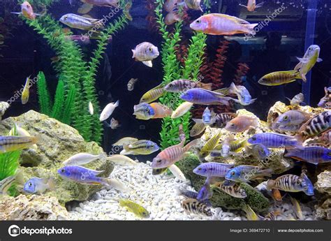 Color Fish 的图像结果