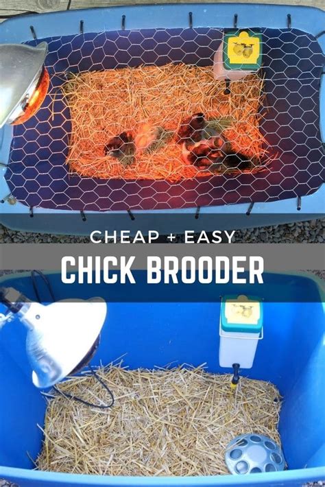 Image result for Making a Chick Brooder