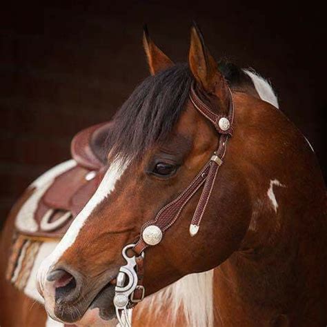 Westfalen Paint Horse Show , Sunray-Ranch, Bergkamen, 25 May to 26 May ...