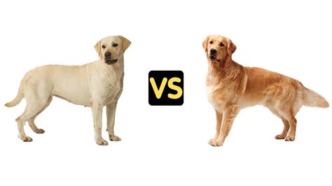 Labrador vs Golden Retriever Size & Lifestyle Comparison