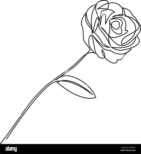 Incredible Compilation of 999+ Rose Drawing Images: Full 4K Rose Drawing Images Growth