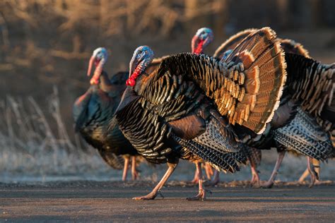 Wild Turkey | Audubon Field Guide