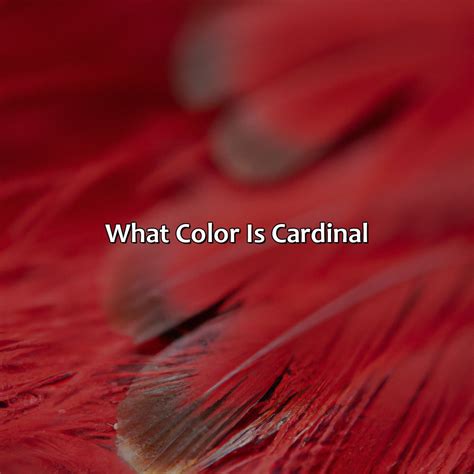 What Color Is Cardinal - colorscombo.com