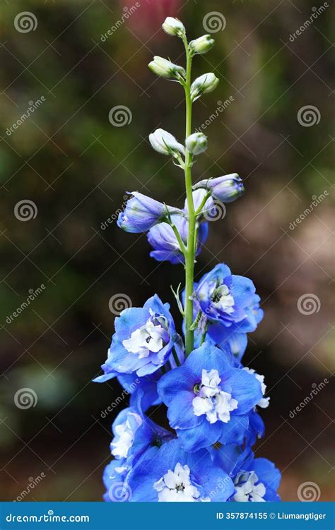 The Buds and Flowers of Blue Delphinium Elatum Stock Image - Image of ...