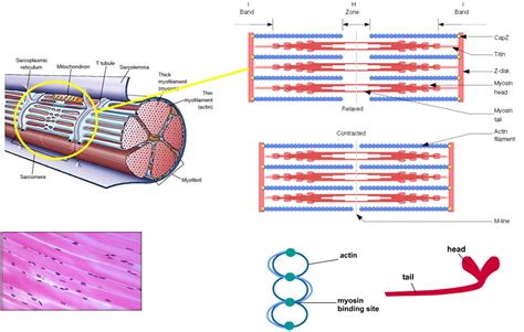 Image result for Skeletal Muscle Functional Unit