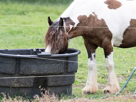 Horse Water Trough Swimming Pool at Mark Fletcher blog