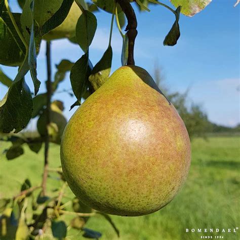 Perenboom kopen? | Fruitboomkwekerij Bomendael
