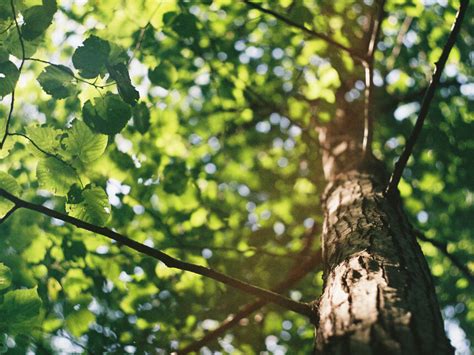 Le piante nella Grecia antica | Meer