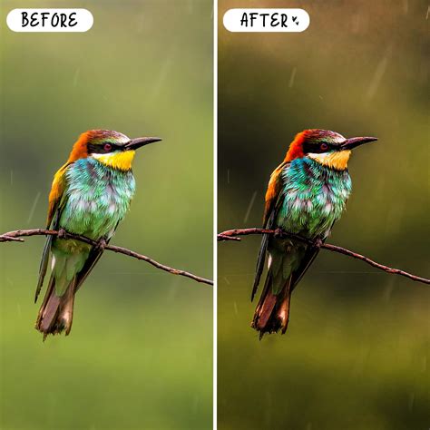 BIRD PHOTOGRAPHY Lightroom Presets for Mobile & Desktop, Animal Natural ...