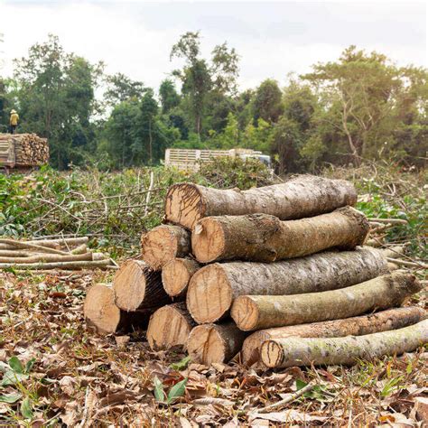 What Is Rubber Wood? Origin, Source, Processing - All About | Mondoro