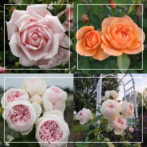 Cottage Garden Collection – Heirloom Roses