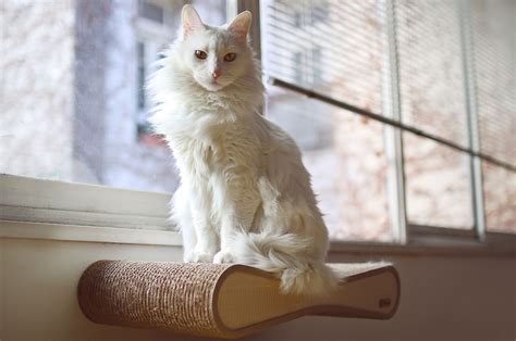 Turkish Angora Cat Food | KatKin