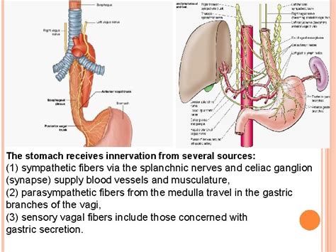 Image result for Vagus Nerve Function