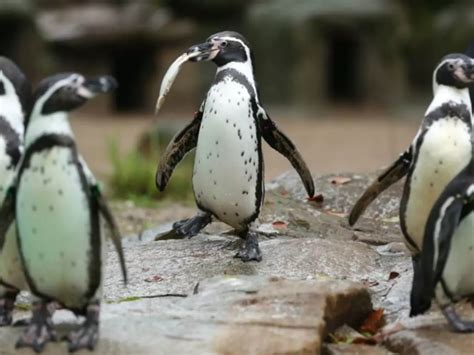 Mumbai Zoo Is Spending Rs 24 Crores To Get Penguins As An Attraction ...