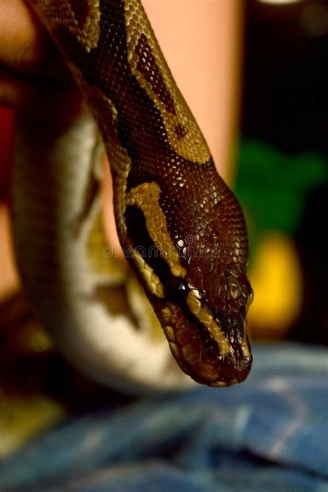 Image result for Handling a Ball Python