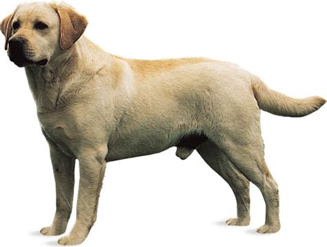 Labrador Retriever 的图像结果