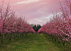Image result for Fruit Peach Orchard