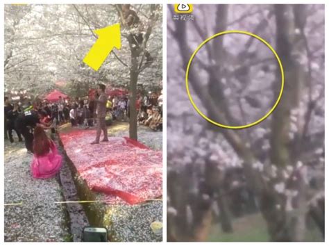 強國人素質... 遊客爬樹猛搖製造櫻花雨 只為了打卡拍照 - 國際 - 自由時報電子報