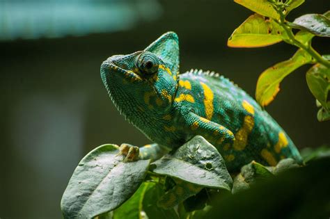 20+ Animals That Change Color - With Photos