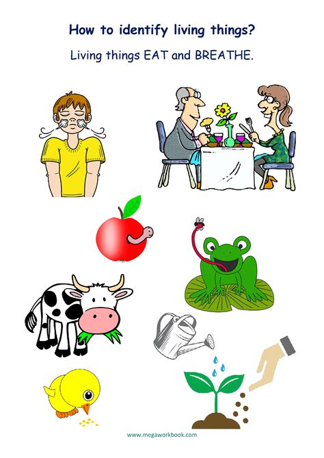 Living And Non Living Things Worksheets - Characteristics Of Living ...