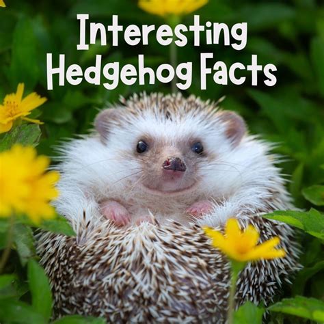 Interesting Facts About Hedgehogs - PetHelpful