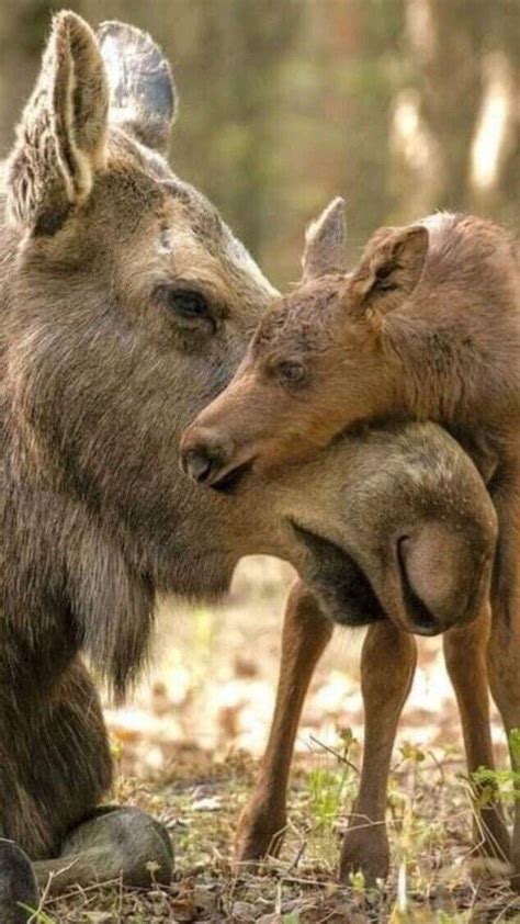 160 MOOse knuckles ideas | moose pictures, bull moose, moose hunting