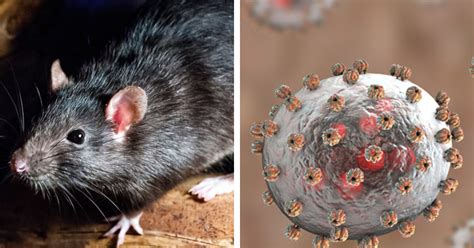 First Confirmed Case Of Rare Rat-borne Disease Lassa Virus