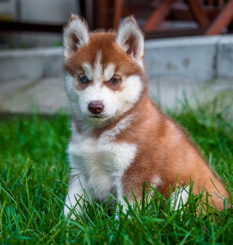 Red Huskies With Blue Eyes