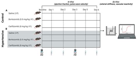 Short-Term Proteasome Inhibition: Assessment of the Effects of ...