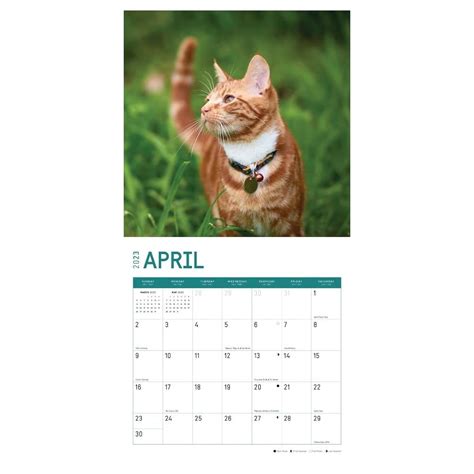 Buy 2023 Cats Wall Calendar by Bright Day, 12x12 Inch, Cute Adorable ...