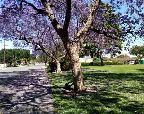 Long Beach/Southern California Real Estate: Long Beach Summer 2013 ...