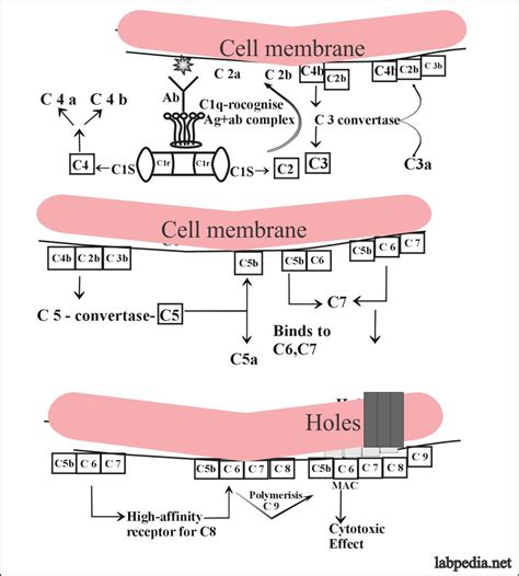 Image result for Classic Complement Pathway