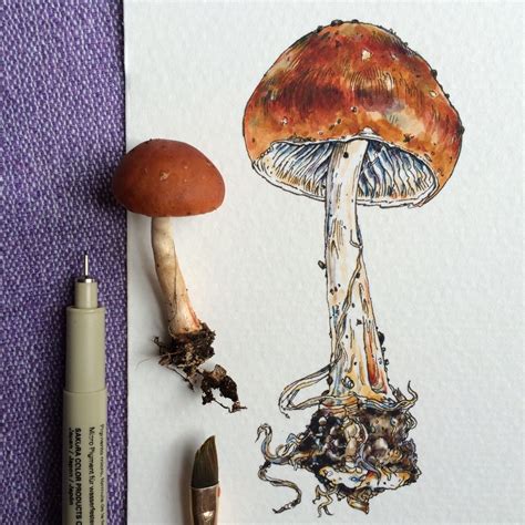 Pin by Eve H on Illustration | Mushroom drawing, Mushroom art ...