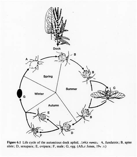 Plant Life Cycle Drawing at GetDrawings | Free download