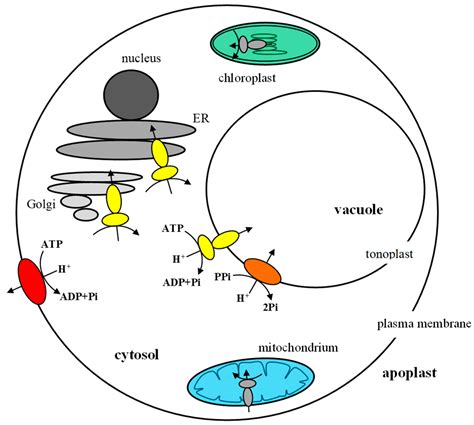 Structural and Functional Diversity of Two ATP-Driven Plant Proton Pumps