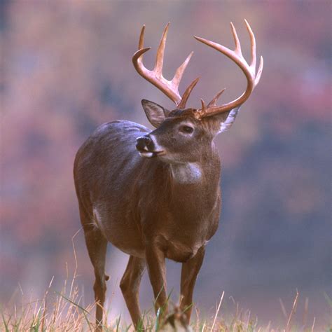 Deer | Wildlife Info-Facts and Photos | The Wildlife