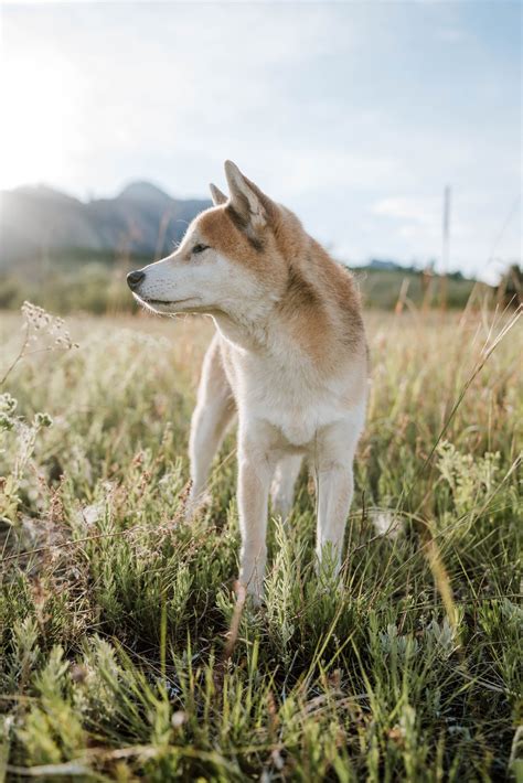 Spring Family Photos at South Mesa Trailhead — Tim Gillies Photography ...