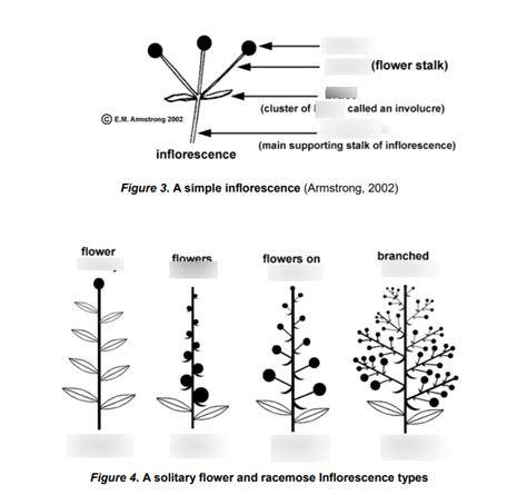 Image result for How to Draw Inflorescences